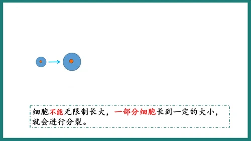 第一单元第三章从细胞到生物体（复习课件）-七年级生物上册同步教学精制课件（人教版2024）(共44张