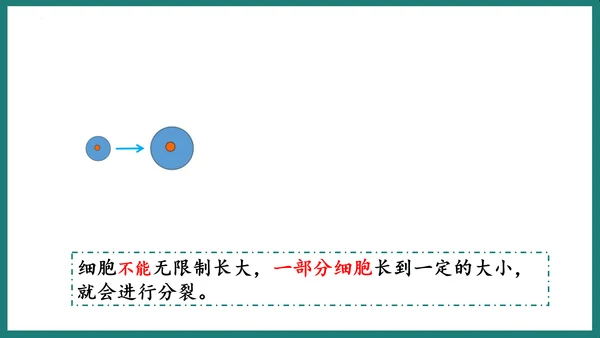 第一单元第三章从细胞到生物体（复习课件）-七年级生物上册同步教学精制课件（人教版2024）(共44张