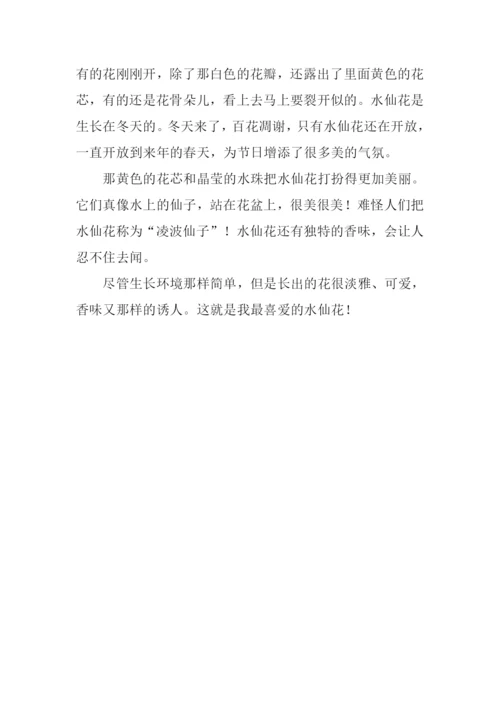 水仙作文300字0.docx