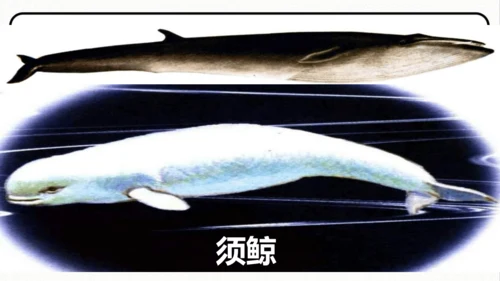 统编版语文五年级上册第五单元 习作例文《鲸》《风向袋的制作》 课件