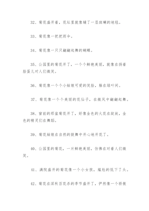 菊花比喻句 菊花比喻句摘抄113句.docx