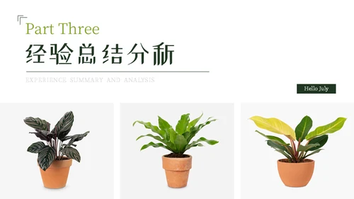 七月你好芭蕉叶背景通用PPT模板