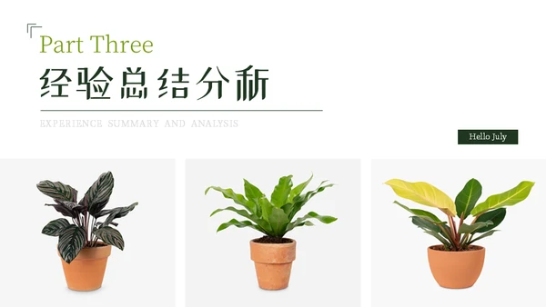 七月你好芭蕉叶背景通用PPT模板
