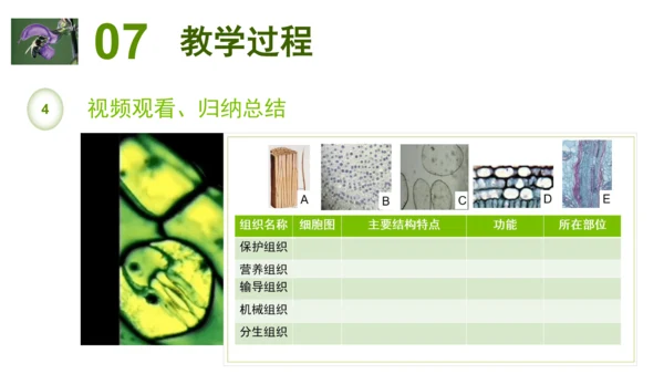 2.2.3植物体的结构层次 【说课课件】2023--2024学年人教版生物七年级上册(共42张PPT