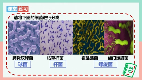 5.4.2  细菌  课件-人教版生物八年级上册(共39张PPT)