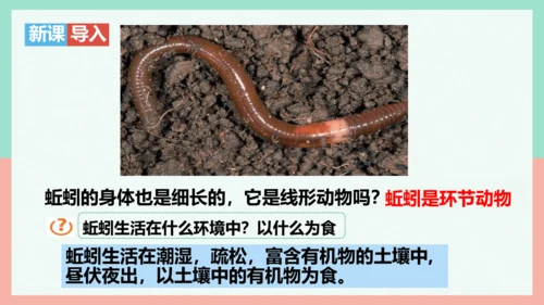 5.1.2线形动物和环节动物课件-人教版生物八年级上册(共47张PPT)