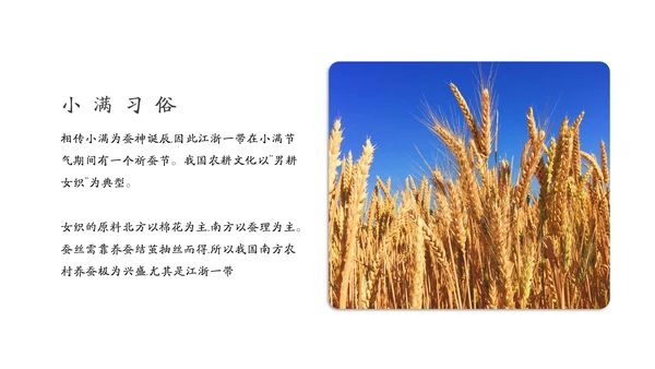 金色麦穗丰收的稻谷小满通用PPT模板