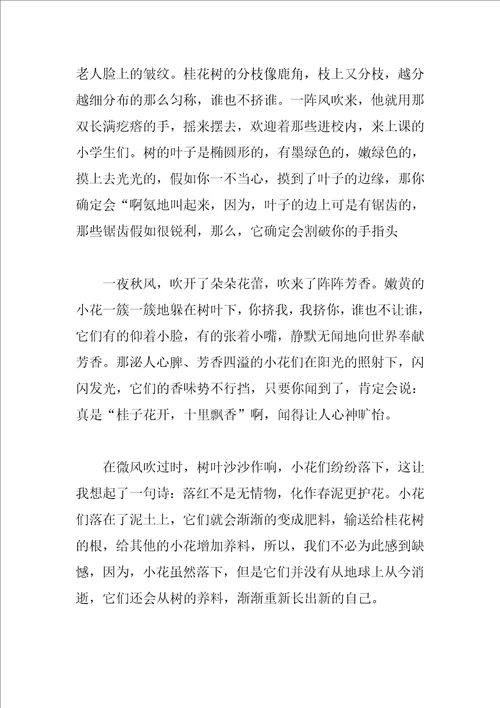 描绘桂花的作文