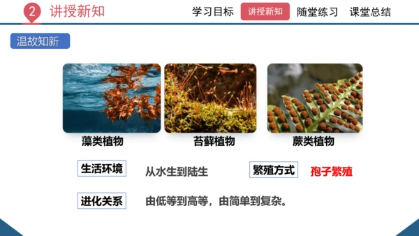 3.1.2  种子植物（课时1 种子的结构）课件-2023-2024学年人教版生物七年级上册(共24