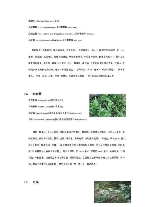 衡山植物园实习植物汇总模板