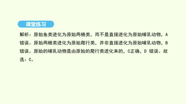 7.3.2生物进化的历程课件-人教版生物八年级下册(共23张PPT)