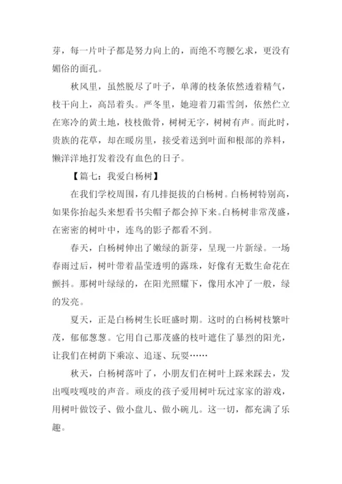 白杨树作文400字.docx