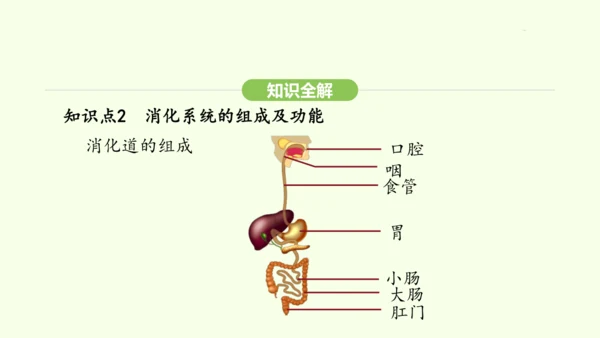 第四单元-第二章-第二节 第1课时 食物的消化课件-2024-2025学年七年级生物下学期人教版(2