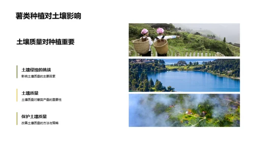 绿色薯种：环保农业