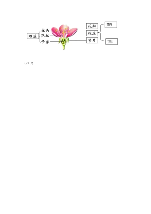 教科版科学四年级下册第一单元《植物的生长变化》测试卷带答案（实用）.docx