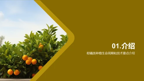 柑橘产业赋能：挑战与战略