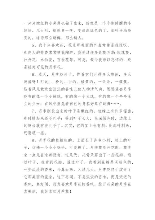 月季花的描写句子.docx
