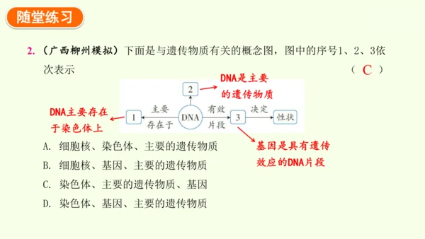 7.2.2基因在亲子代间的传递-八年级生物人教版下学期同步精品课件(共24张PPT)