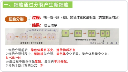 【2023秋人教七上生物期中复习考点梳理串讲+临考押题】第二章 细胞怎样构成生物体（串讲课件）(共2