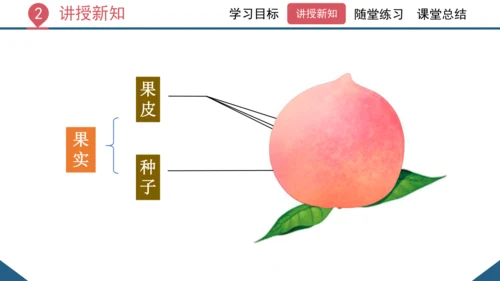 3.2.3  开花和结果  课件-2023-2024学年人教版生物七年级上册(共27张PPT)