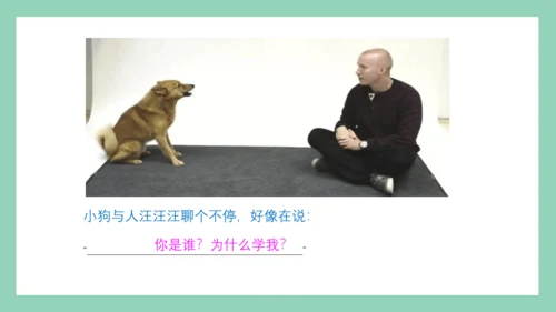9《枫树上的喜鹊》第二课时课件