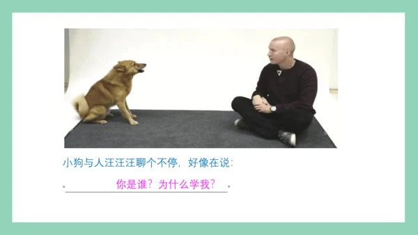 9《枫树上的喜鹊》第二课时课件