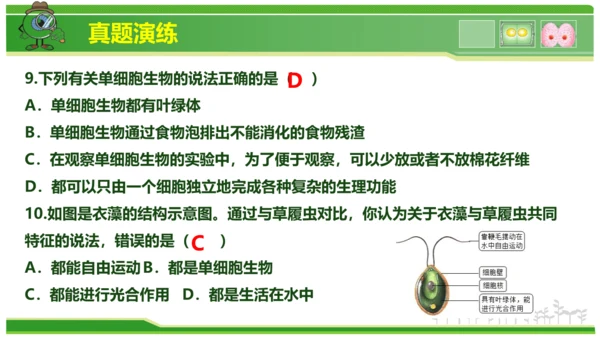 第三章从细胞到生物体（串讲课件）-七年级生物上学期期中考点大串讲（人教版2024）(共40张PPT)