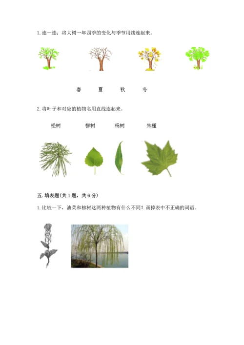 教科版科学一年级上册第一单元《植物》测试卷（考试直接用）.docx