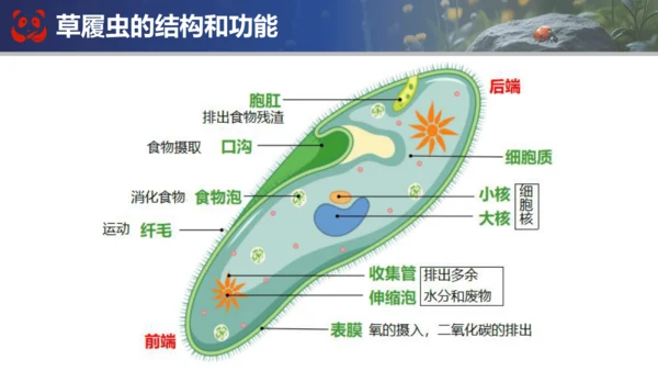 人教版（2024）七年级上册生物七年级上册期末总复习课件(共31张PPT)