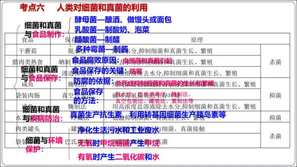 【人教八上生物期中复习考点梳理+临考押题】第四、五章 细菌、真菌和病毒（串讲课件）(共30张PPT)