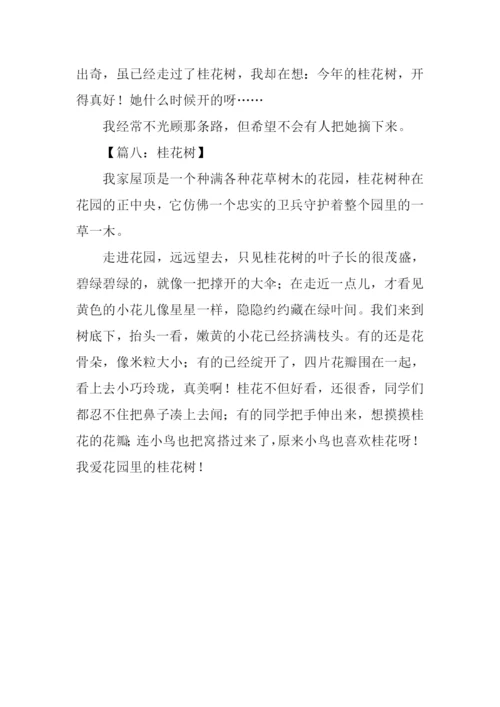 描写桂花的作文300字.docx