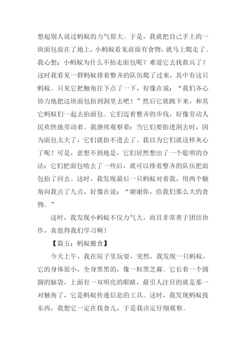 关于蚂蚁的作文500字.docx