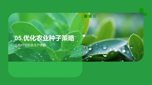 谷雨季节的种子策略