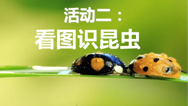 八年级上册语文第五单元 名著导读 《昆虫记》 课件