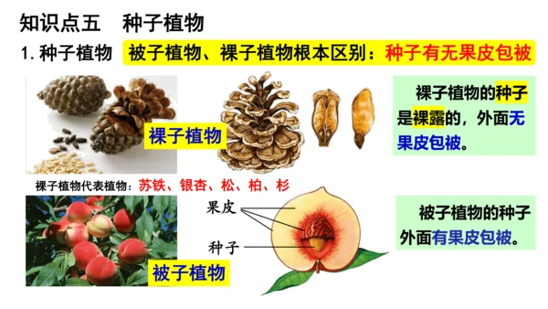 人教版七年级生物上册第三单元第一与二章复习课件(共21张PPT)