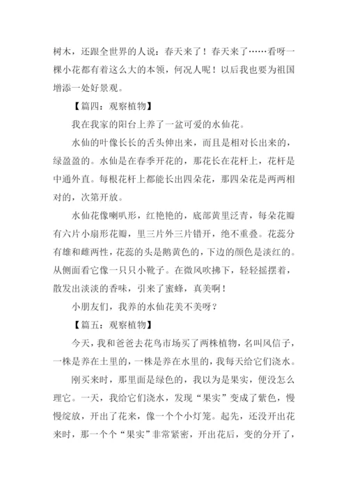 观察植物作文300字.docx