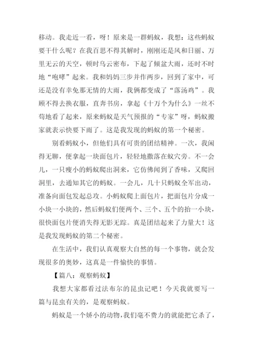 三年级作文观察蚂蚁.docx