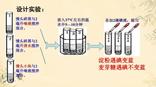 初中生物学人教版（新课程标准）七年级下册第4.2.2 消化和吸收课件(共21张PPT)