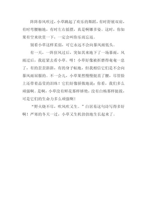 春天的小草作文300字.docx