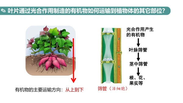 3.4 绿色植物是生物圈中有机物的制造者 课件 七年级生物上学期（人教版）(共27张PPT)