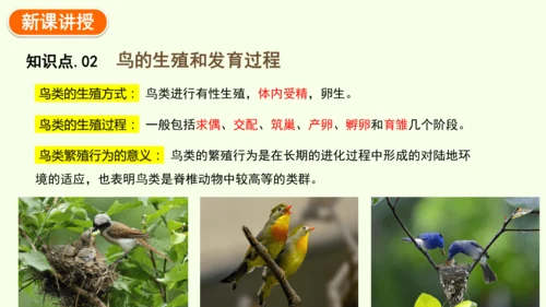 7.1.4鸟的生殖和发育-八年级生物人教版下学期同步精品课件(共24张PPT)