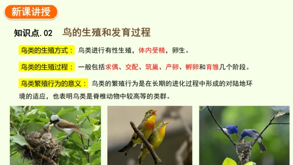 7.1.4鸟的生殖和发育-八年级生物人教版下学期同步精品课件(共24张PPT)