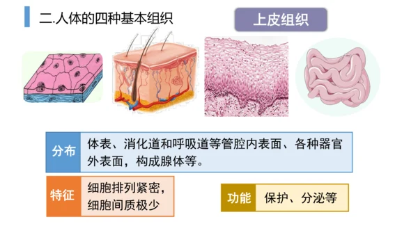 2.2.2 动物体的结构层次-2023-2024学年七年级生物上学期备课课件（人教版）(共26张PP