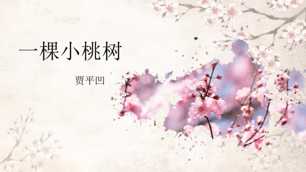 第19课 一棵小桃树 课件(共24张PPT)
