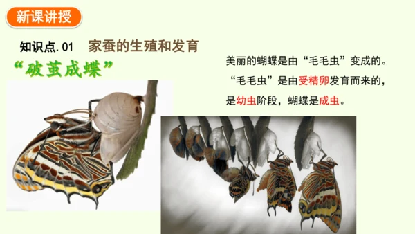 7.1.2昆虫的生殖和发育-八年级生物人教版下学期同步精品课件(共29张PPT)