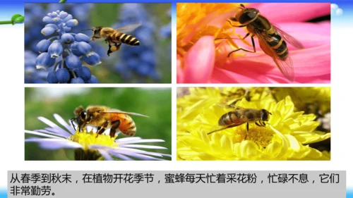 14《蜜蜂》课件