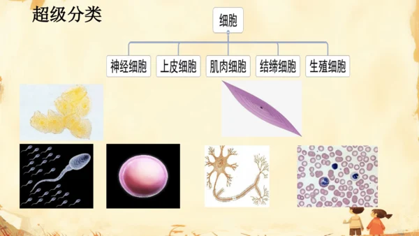 初中生物学人教版（新课程标准）七年级下册4.6.2 神经系统的组成课件(共18张PPT)