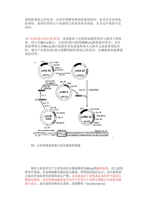 基因工程方法生产乙肝疫苗修订稿