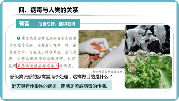 人教版生物七年级上册2.3.4《病毒》课件(共19张PPT)+视频素材