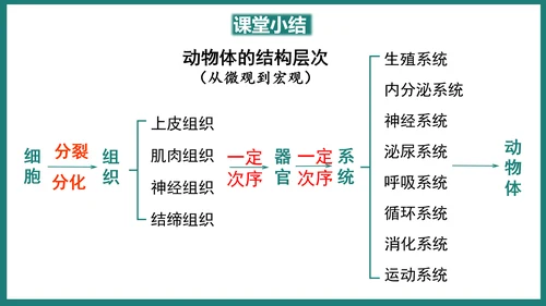 第一单元第三章从细胞到生物体（复习课件）-七年级生物上册同步教学精制课件（人教版2024）(共44张
